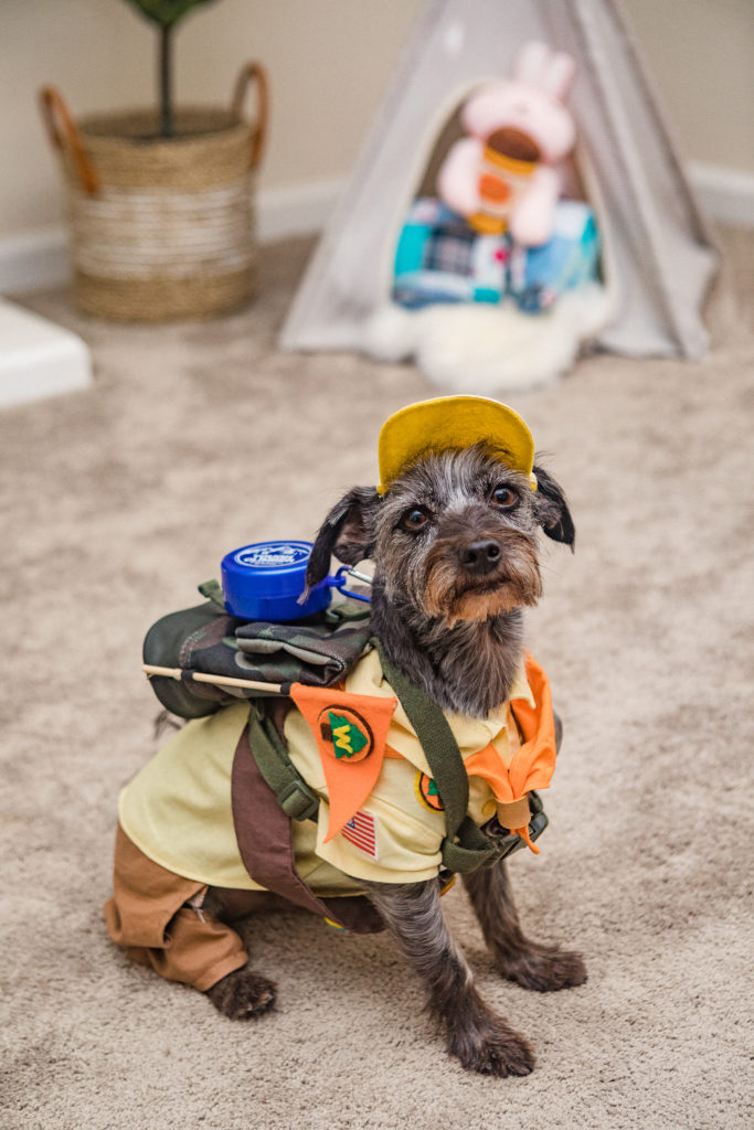 Small black dog dressed as Russell from Pixar Up
