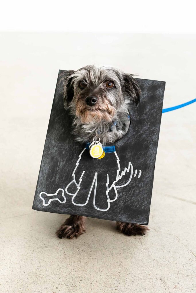 Small black dog wearing chalkboard doodle costume