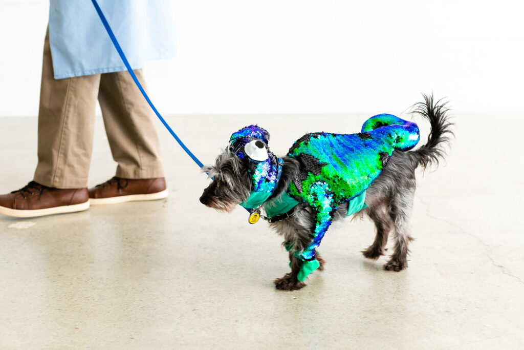 Dog dressed in chameleon costume.