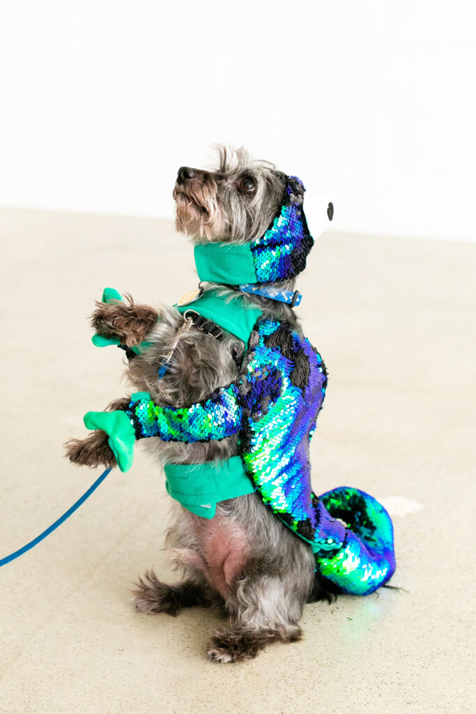 Dog dressed as chameleon sitting on hind leg.