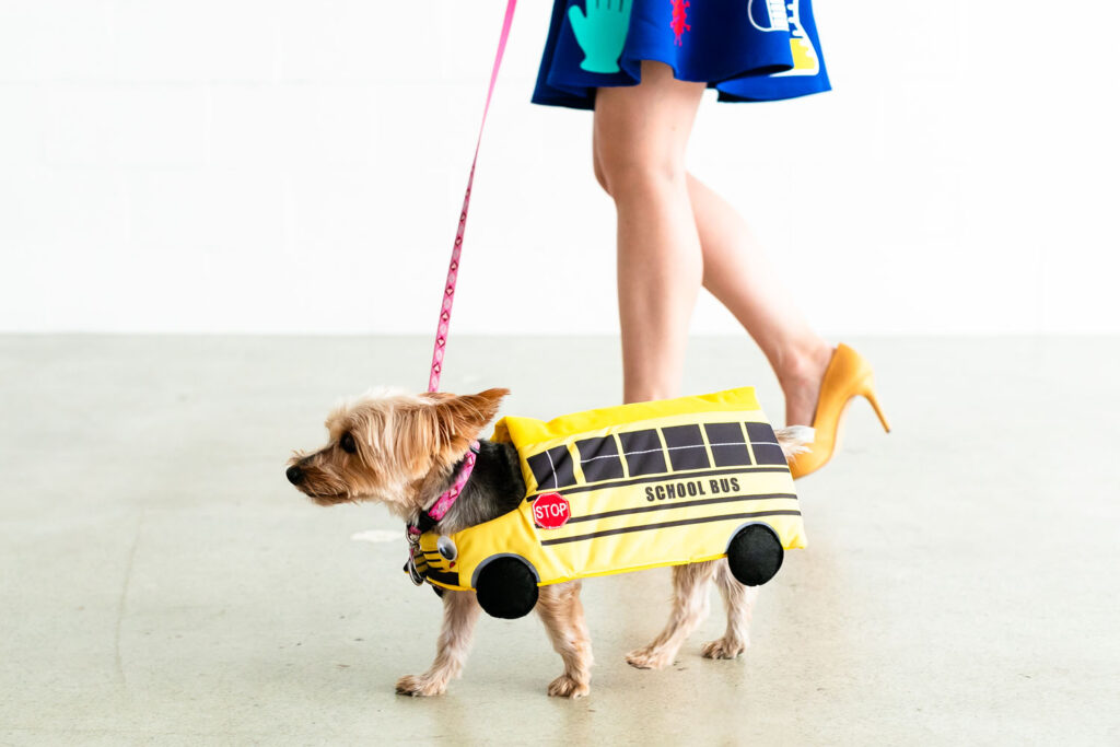Dog dressed in school bus costume.