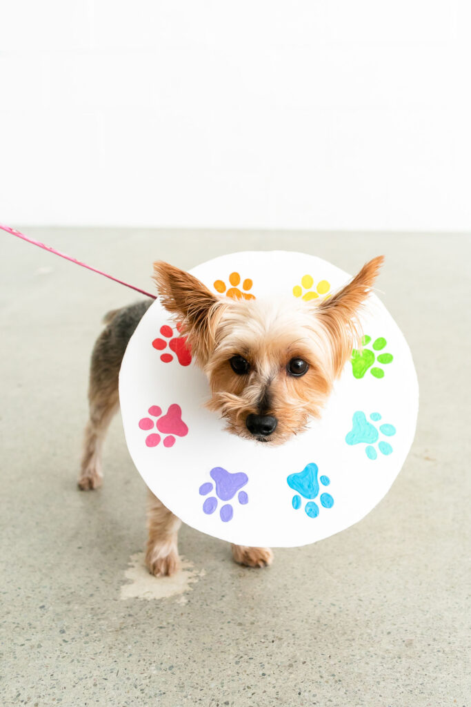 Yorkie dog wearing paint palette costume