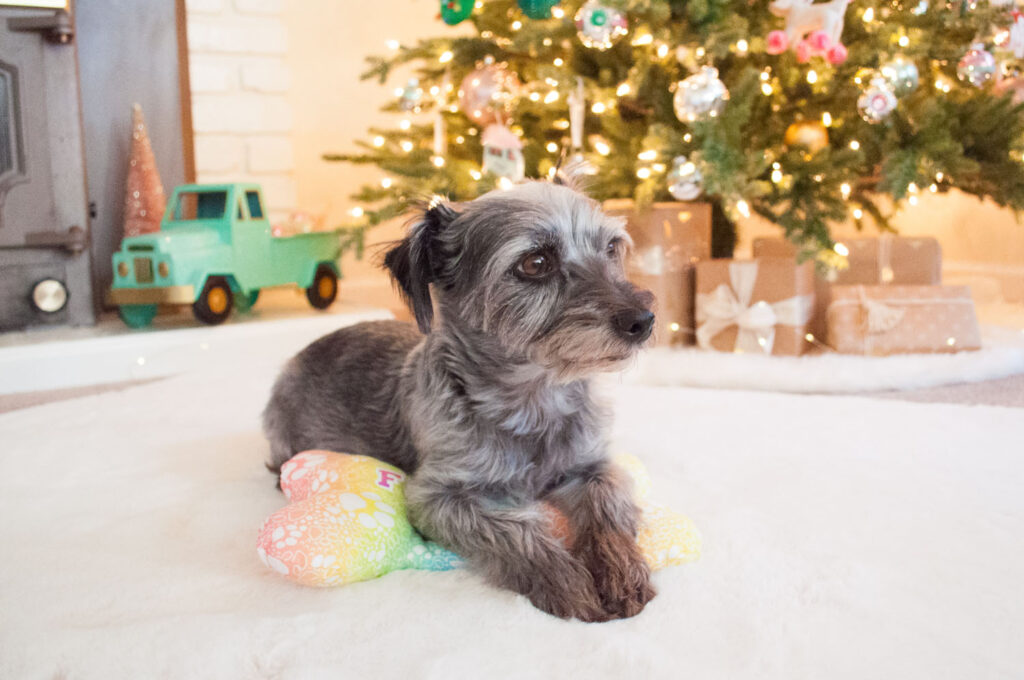 Black and gray terrier mix dog propped on dog bone pillow made by Freshly Fuji.