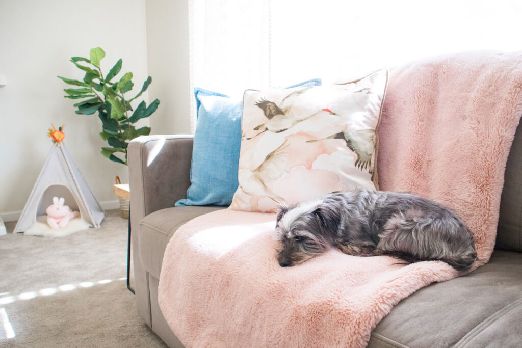Spring living room inspiration. Taupe sectional with light blue pillow and pink watercolor crane pillow. The sectional is draped with a blush faux fur throw. A black and gray terrier (Blaire's dog Frankie) is sleeping on top.