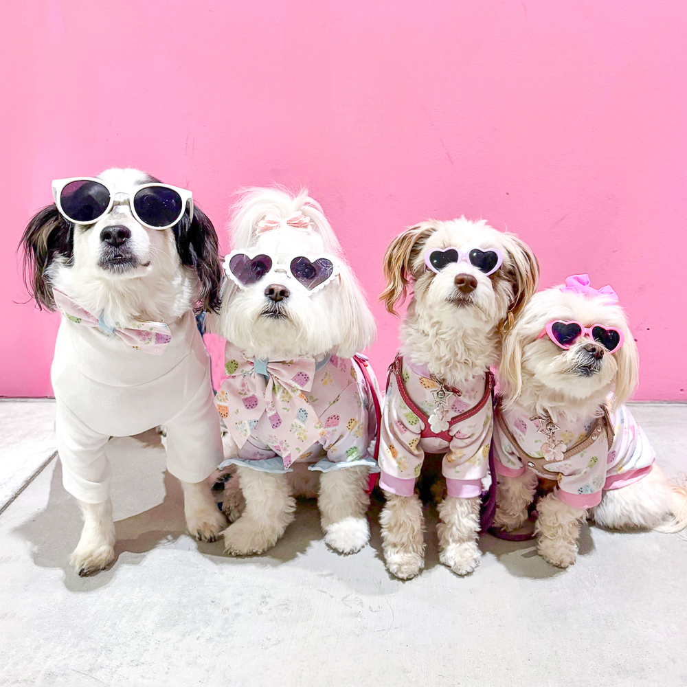 Four small dogs wearing Freshly Fuji's Boba Blooms print on their shirts. The background is bright pink.