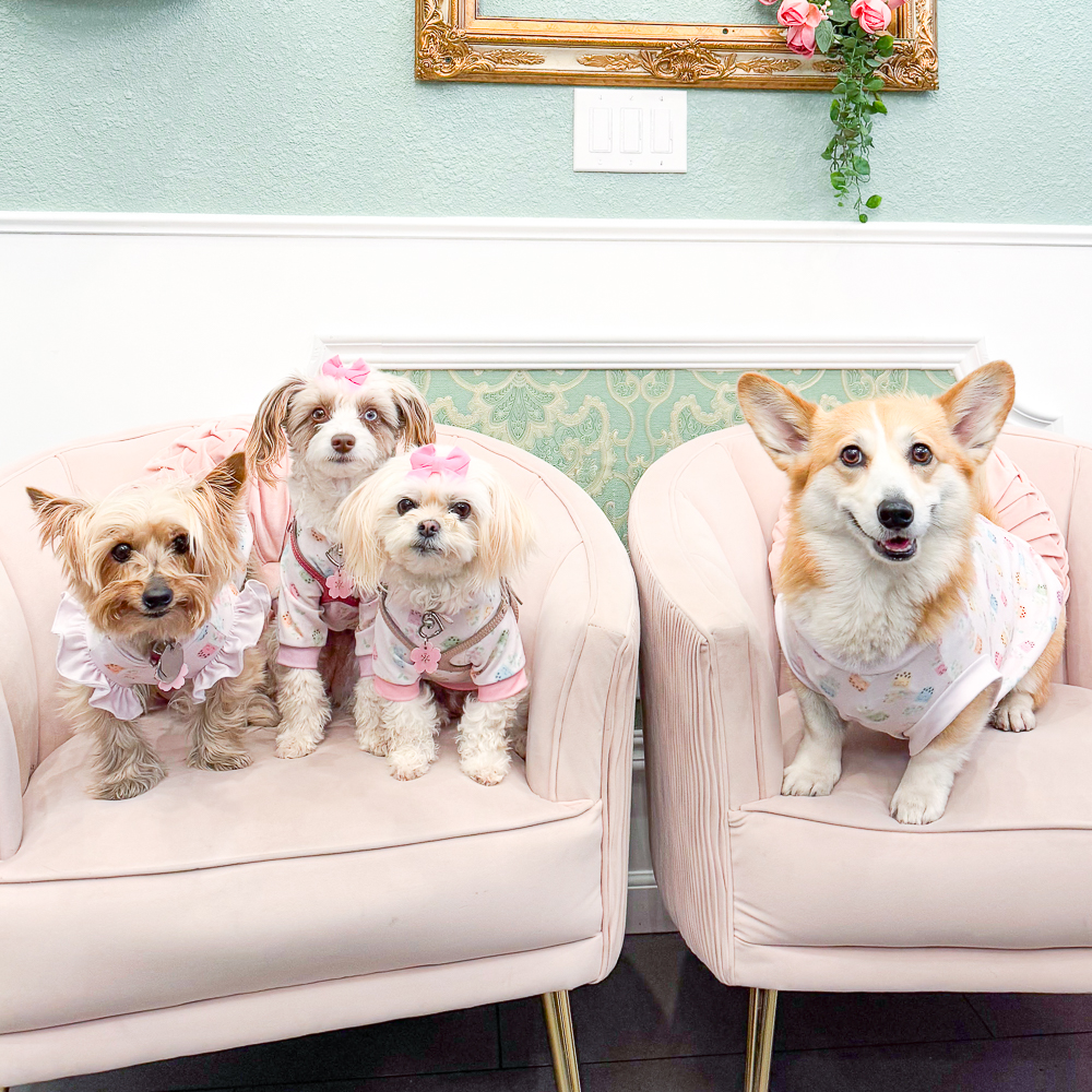 Four dogs sitting on blush chairs in a cafe. They are wearing pink shirts in Freshly Fuji's Boba Blooms pattern.